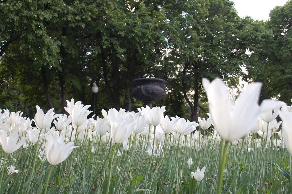 Flowers in Gorky Park
