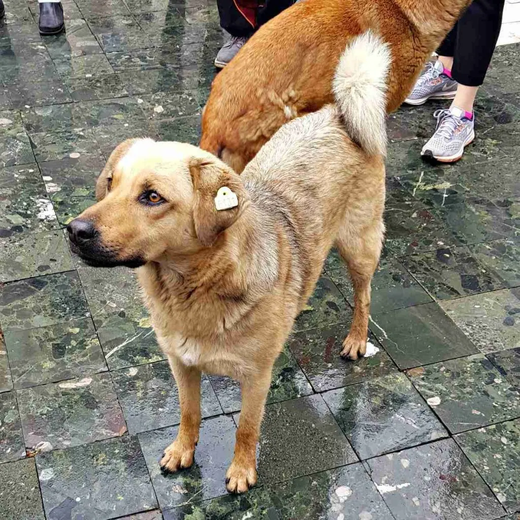 Skopje walking tour and dog pack