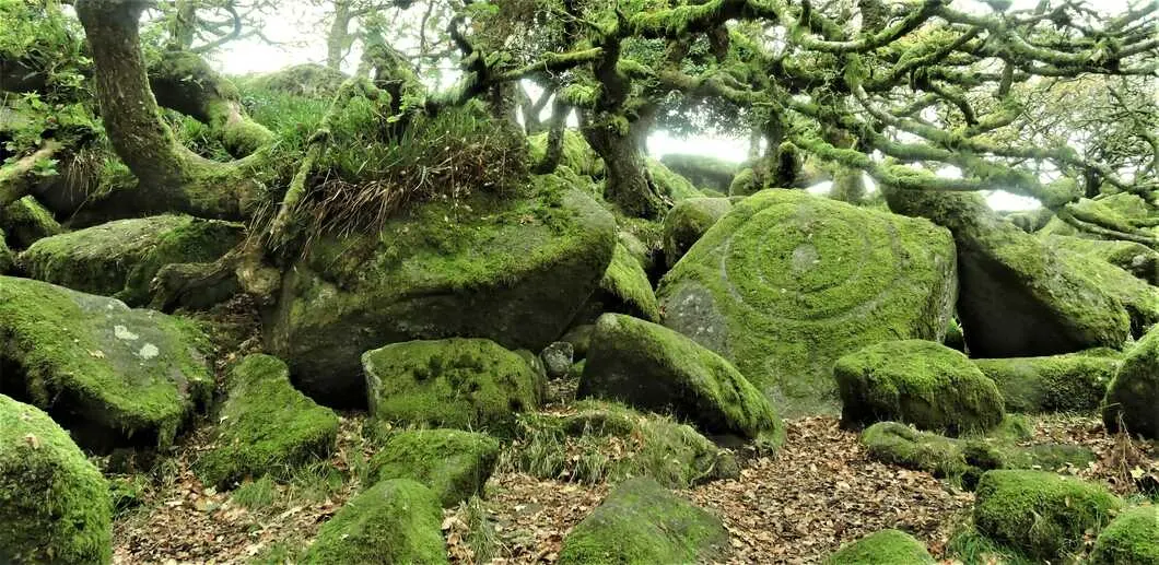The druids stone Woodland mossy in Wistmans wood in Devon.