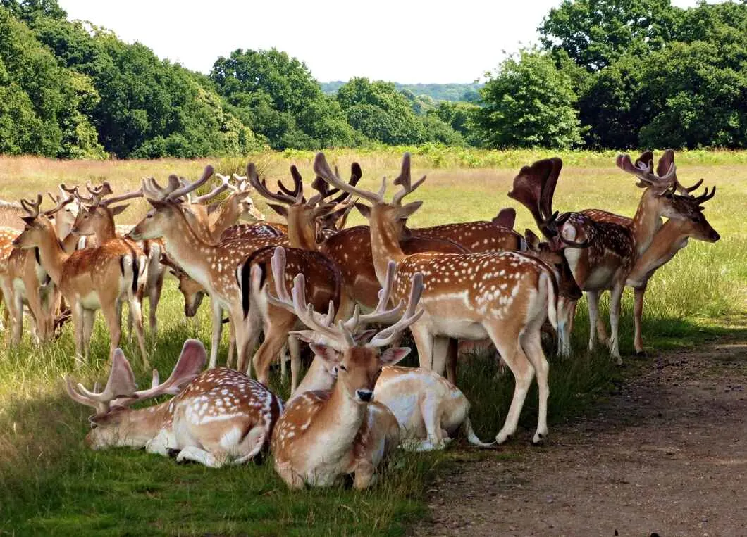 Deer in Richmond Park London