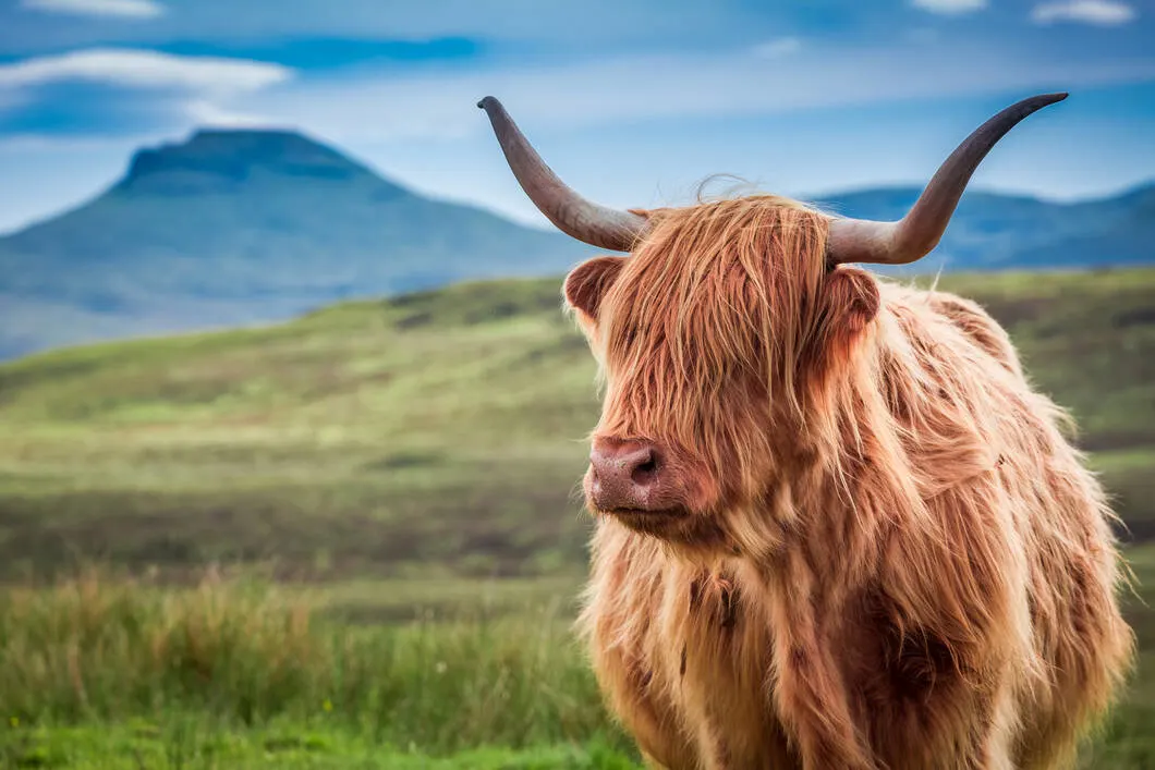 highland cow in Isle of Skye, Scotland