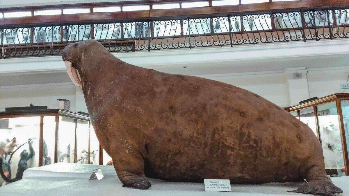 Overstuffed Walrus at Horniman Museum