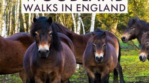 Beautiful Forest and Woodland Walks in England