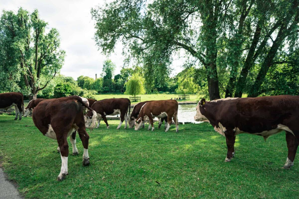 Cows of Cambridge