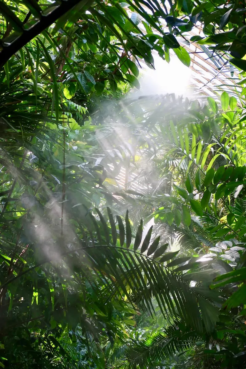 tropical jungle rainforest kew gardens conservaton