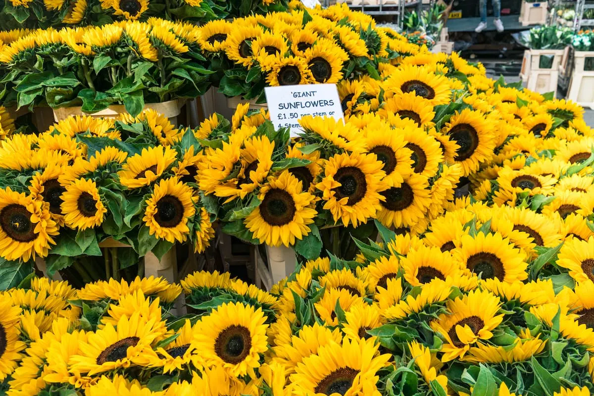 Selection of Sunflowers at Columbia Road Flower Market