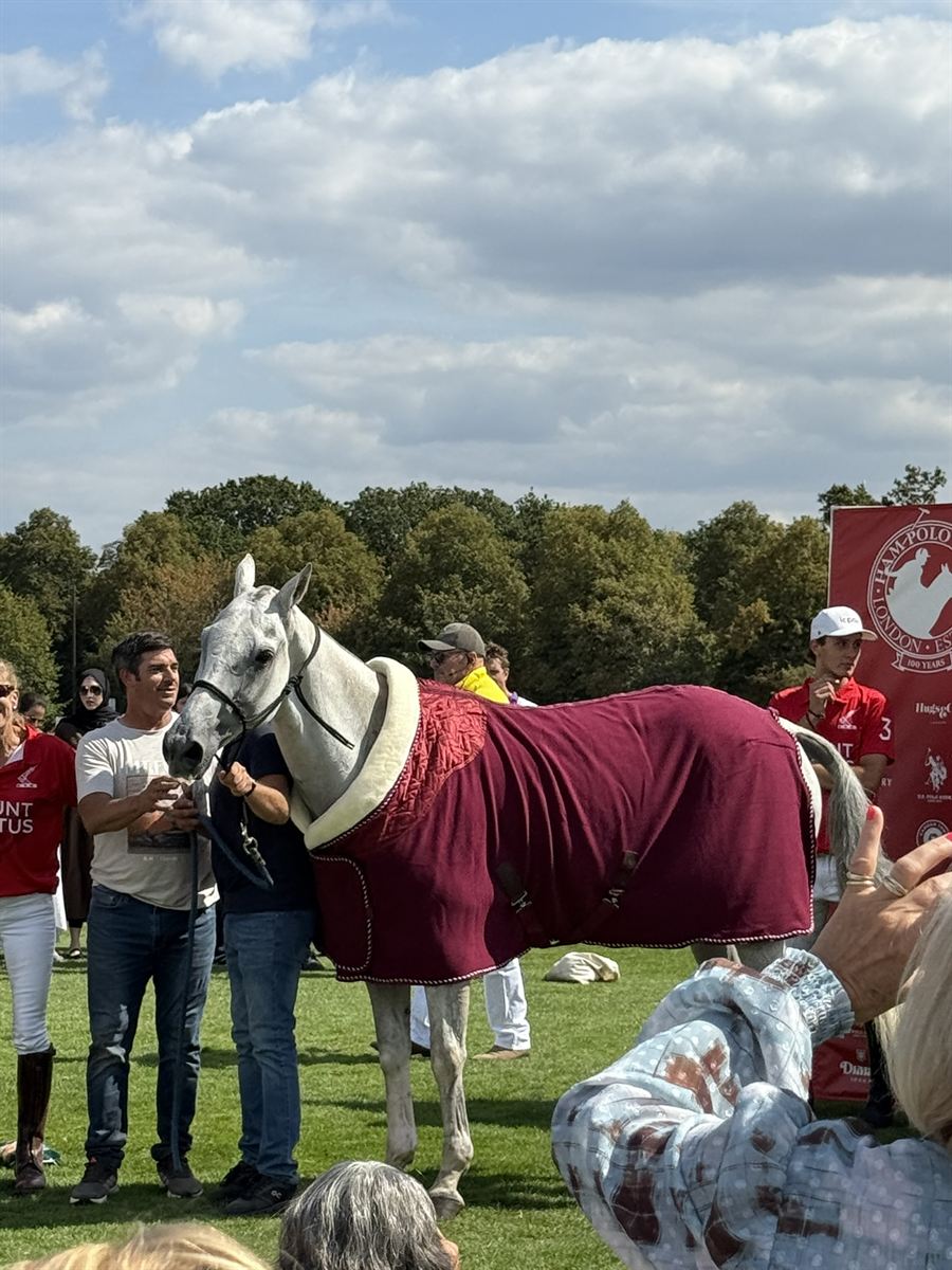 The horse of the day in a maroon rug at the presentation, Ham Polo Club